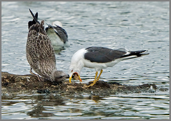 Lesser Black-backed Gulls (Larus fuscus), Upton Warren, August 2013