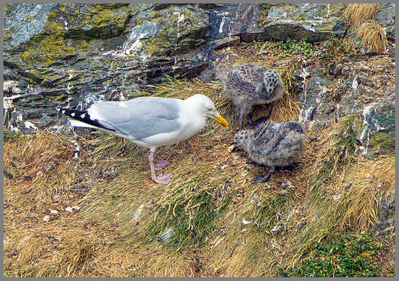 Herring Gull with Chicks (Larus argentatus), Anglesey, June 2013