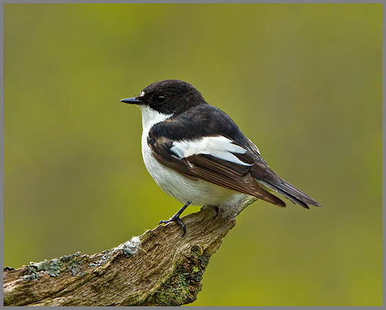 Pied Flycatcher (Ficedula hypoleuca), Wales, 22 May 2013