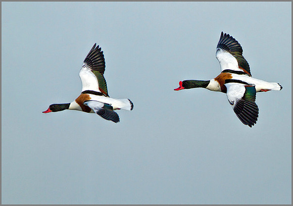 Duck and Drake (right) Shelduck (Tadorna tadorna), Upton Warren NR, March 2014