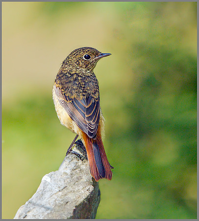 Juvenile Redstart (Phoenicurus phoenicurus), Wales, July 2013