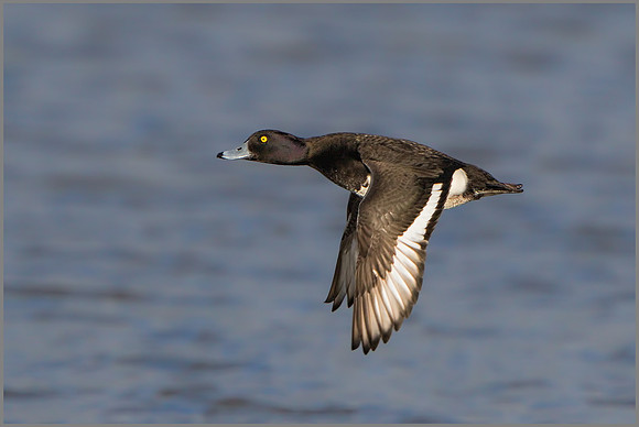 Drake Tufted Duck (Aythya fuligula), Slimbridge WWT, January 2016_7119