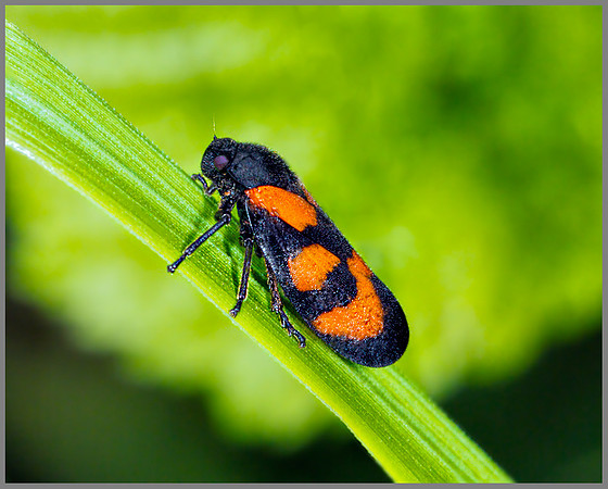 Red and Black Froghopper (Cercopis vulnerata), Monk Wood, 18 June 2013