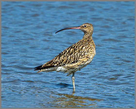 Curlew (Numenius arquata), Upton Warren Flashes, 01 August 2013