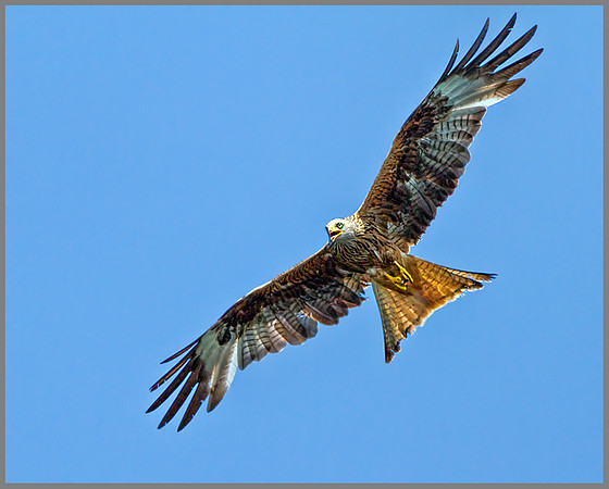 Red Kite (Milvus milvus), Wales, July 2013
