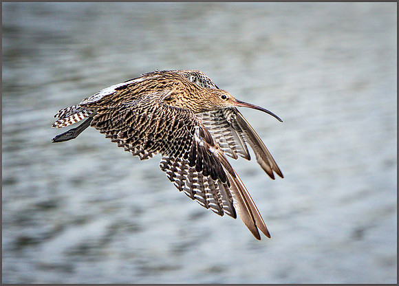 Eurasian Curlew (Numenius arquata), Upton Warren NR, 29 August 2015