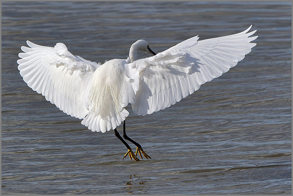Little Egret (Egretta garzetta), Upton Warren, 05 November 2014
