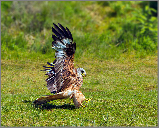 Red Kite (Milvus milvus), Wales, July 2013