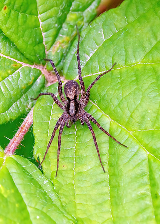 Wolf Spider - Pardosa saltans, Monkwood, July 2022