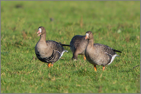 White-fronted Geese (Anser albifrons), Slimbridge WWT, December 2015
