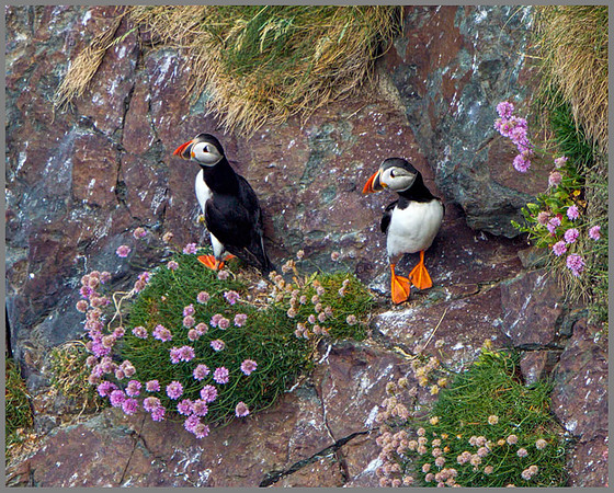 Puffins (Fratercula arctica), Anglesey, June 2013