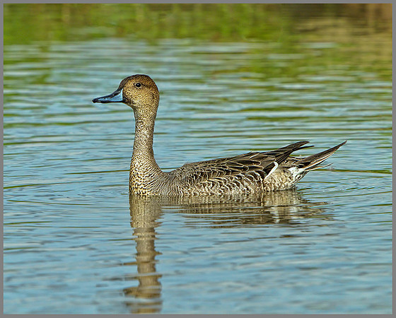 Drake Pintail (Anas acuta), Slimbridge WWT, October 2013