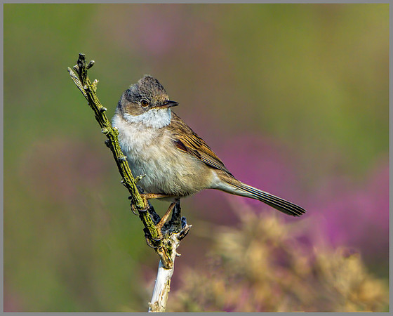 Common Whitethroat (Sylvia communis), Anglesey, June 2013