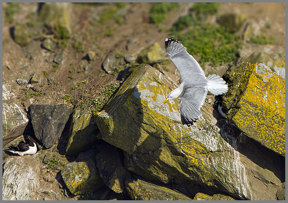 Herring Gull (Larus argentatus), Anglesey, June 2013