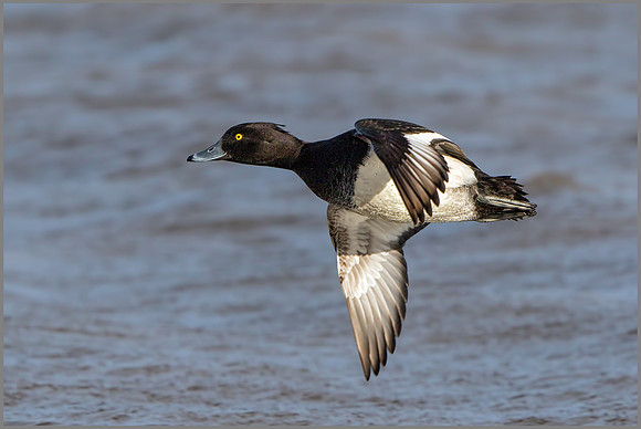 Drake Tufted Duck (Aythya fuligula), Slimbridge WWT, January 2016