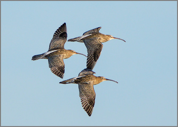 Curlew (Numenius arquata), Upton Warren NR, November 2015