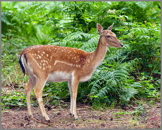 Doe Fallow Deer (Dama dama), Warwickshire, July 2014