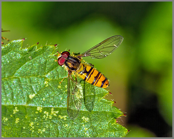 Marmalade Hoverfly ((Episyrphus balteatus), Chaddesley Wood, 04 August 2013