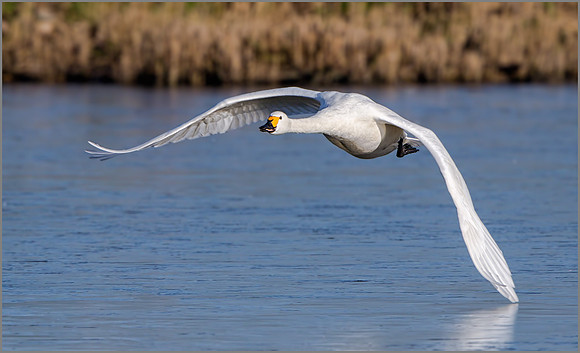 Bewick's Swan (Cygnus columbianus bewickii), Slimbridge WWT, January 2016