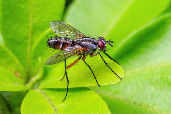Parasitic Fly - Mintho rufiventris, Garden, July 2022