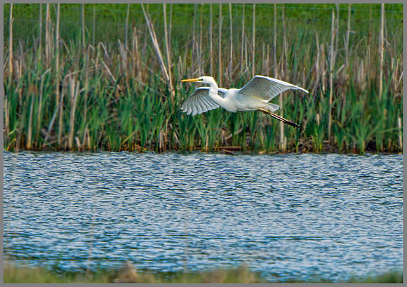 Great White Egret (Ardea alba), Upton Warren Flashes, 01 June 2013