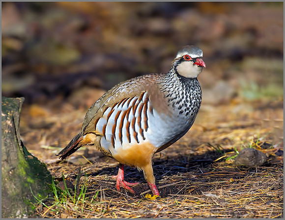 Red-legged Partridge (Alectoris rufa). Warwickshire, December 2015