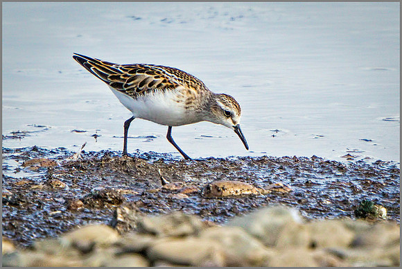 Little Stint (Calidris minuta), Upton Warren NR, September 2015