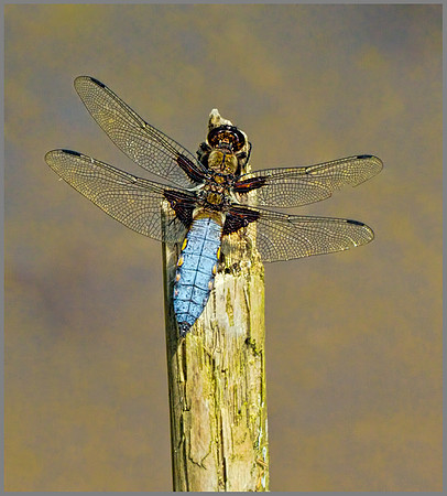 Male Broad-bodied Chaser (Libellula depressa), Trench wood, July 2013