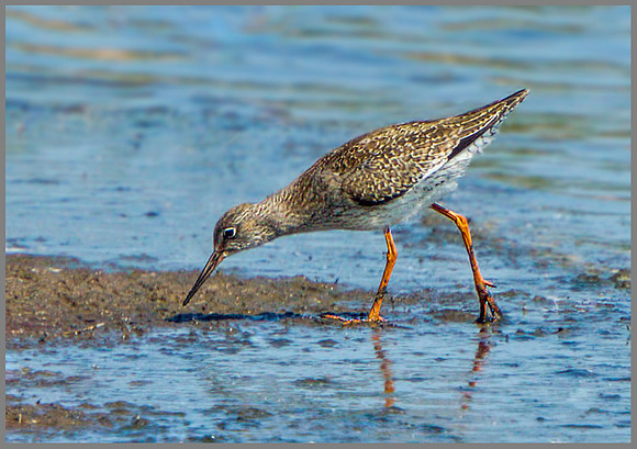 Redshank (Tringa totanus), Upton Warren Flashes, 01 August 2013 w2