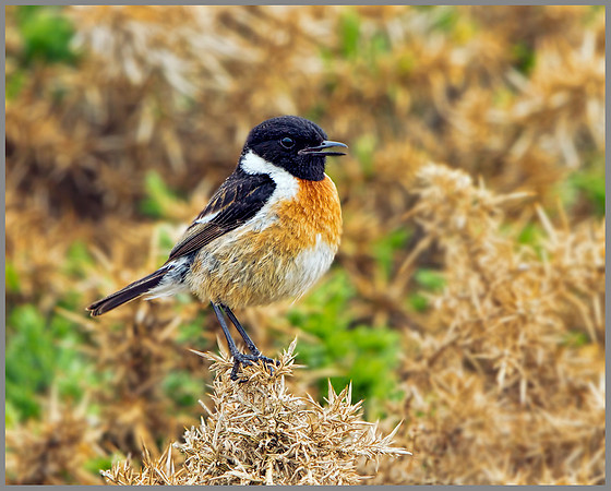 Stonechat (Saxicola torquata), Anglesey, June 2013