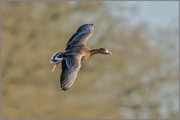White-fronted Goose (Anser albifrons), Slimbridge WWT, December 2015
