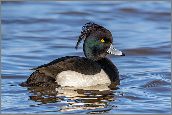 Drake Tufted Duck (Aythya fuligula), Slimbridge WWT, January 2016