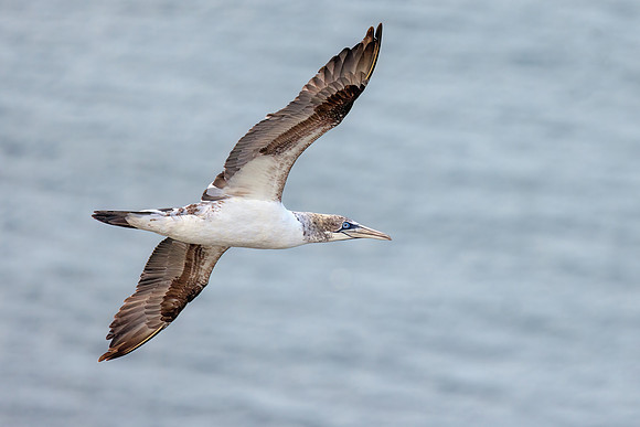 Northern Gannet - Morus bassanus, Yorkshire, June 2022