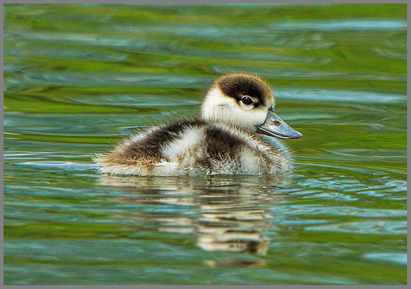 Shelduck Duckling (Tadorna tadorna), Slimbridge, June 2013