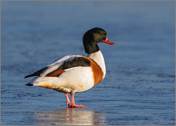 Female Shelduck (tadorna tadorna), Slimbridge WWT January 2016