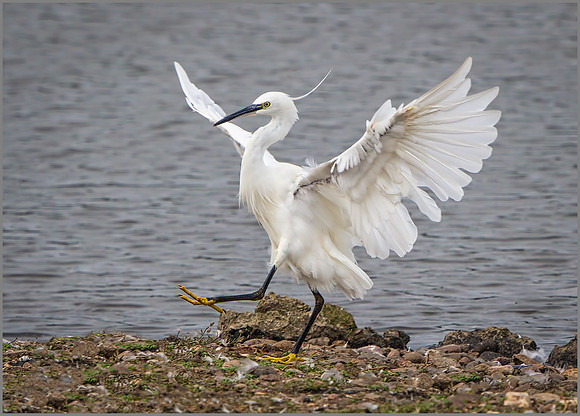 Little Egret (Egretta garzetta), Upton Warren NR, September 2015