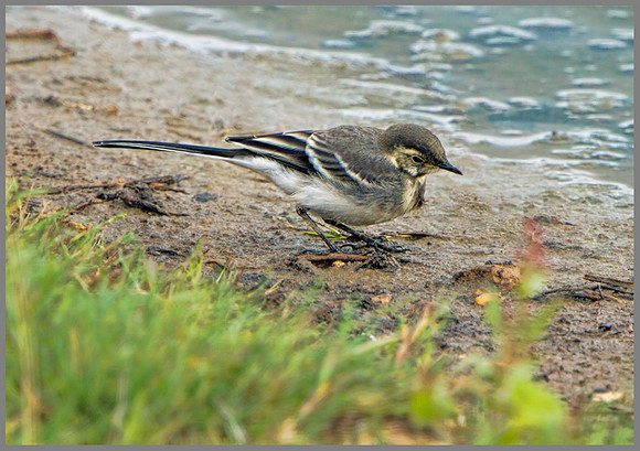 Juvenile Pied Wagtail (Motacilla cinerea), Upton Warren, August 2013