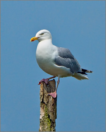 Herring Gull (Larus argentatus), Slimbridge, June 2013