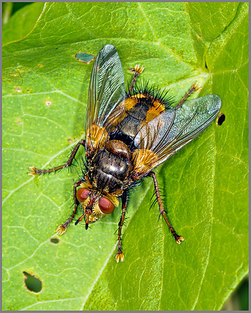 Parasitic Fly (Tachina fera), Monk Wood, August 2013