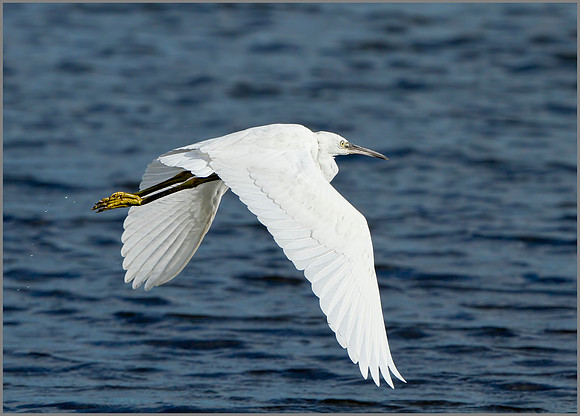 Little Egret (Egretta garzetta), Upton Warren, October 2014
