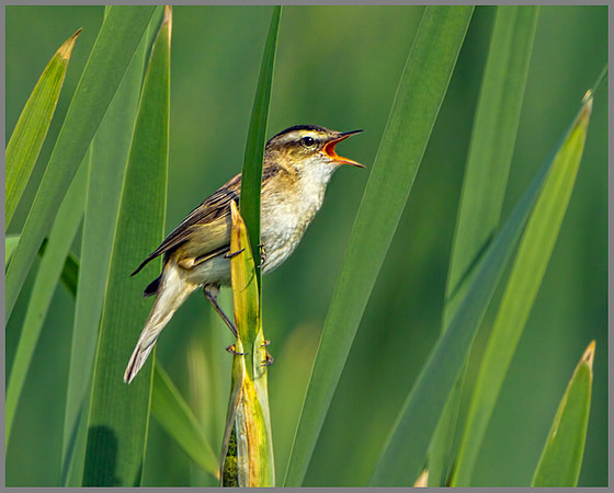 Sedge Warbler (Acrocephalus schoenobaenus), Marsh Lane, July 2013