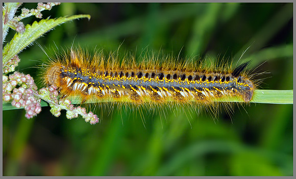 'The Drinker' (Euthrix potatoria) Larva, Eggar Moth Family, Monk Wood, 18 June 2013