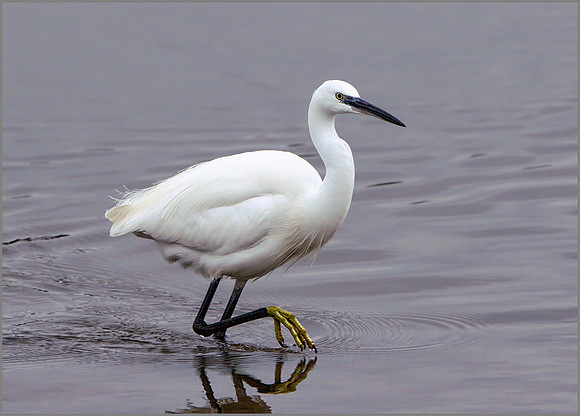 Little Egret (Egretta garzetta), Upton Warren NR, December 2015