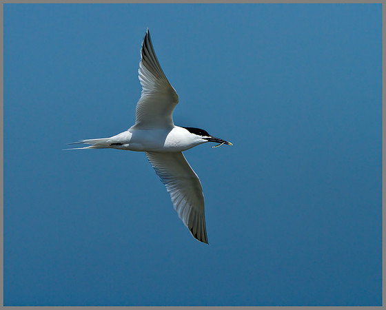 Sandwich Tern (Sterna sandvicensis), Anglesey, June 2013
