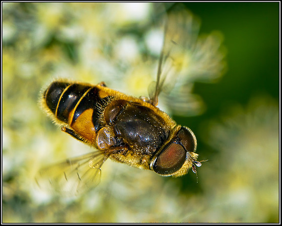 Drone Fly (Eristalis tenax), Monkwood, 21 July 2012
