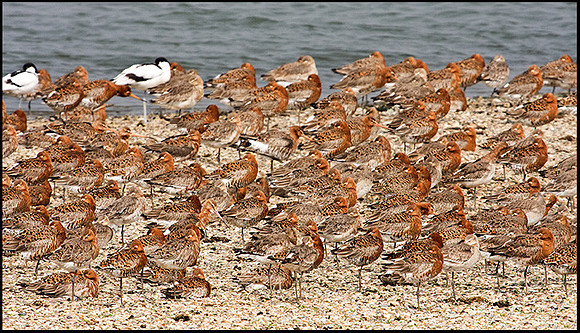Black-tailed Godwits, Snettisham, April 2009