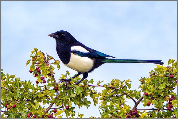 Common Magpie (Pica pica), Upton Warren NR, September 2015