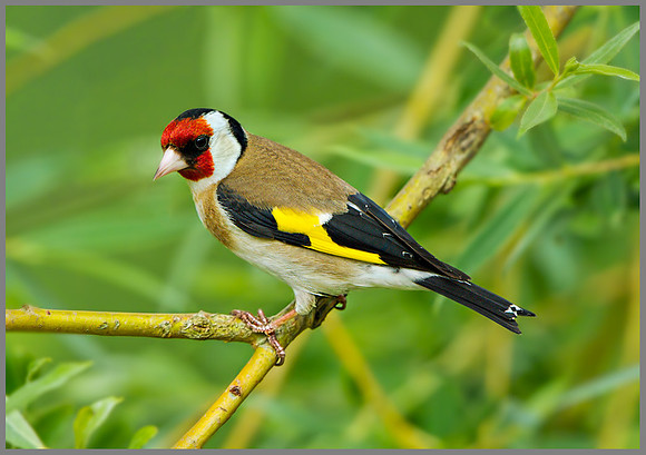 Goldfinch (Carduelis carduelis), Slimbridge, June 2013