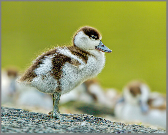 Shelduck Duckling (Tadorna tadorna), Slimbridge, June 2013