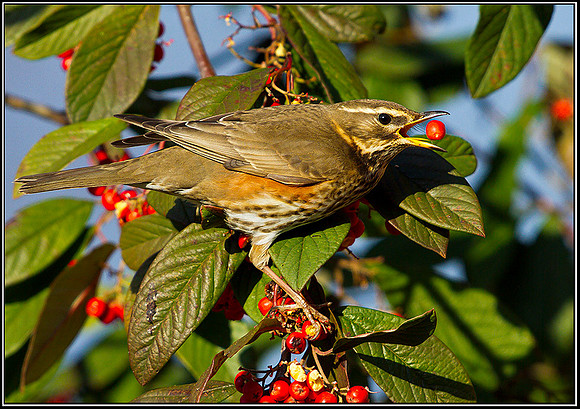 Redwing, Garden, 02 February 2012